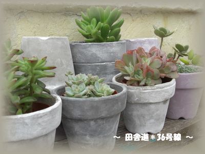 植物の脇役に。。。(*^ー^*)