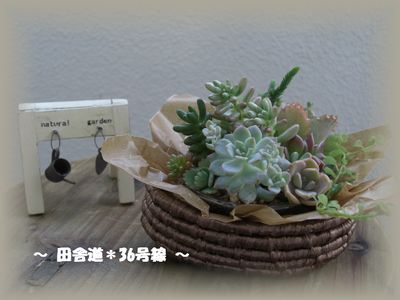 *多肉のコラボ*