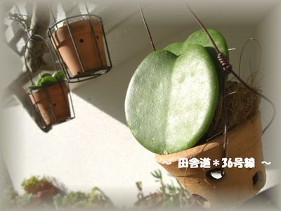 *ハートの葉*