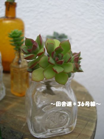 ガラス瓶×多肉