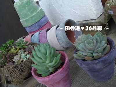 珍しいカラー。。。