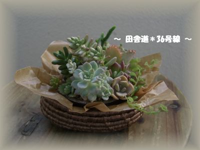 *多肉のコラボ*