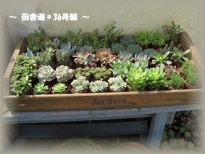 *寄せ植えに・・・