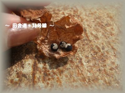 *ハートの種*