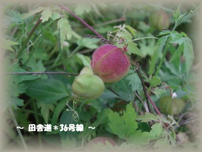 *ハートの種*