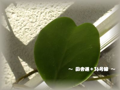 *ハートの葉*