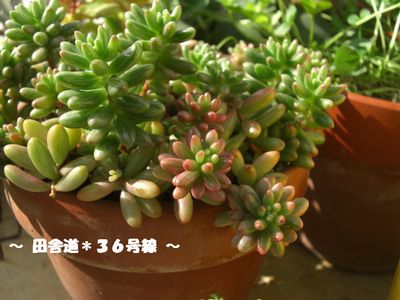 太陽がデタヨー