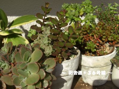太陽がデタヨー