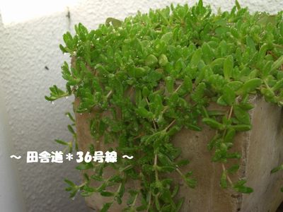 *水やり(^ー^)~1~