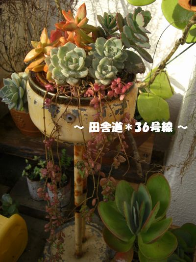 *水やり(^ー^)~1~