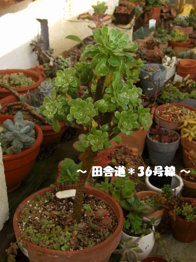 *水やり(^ー^)~2~