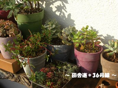 *水やり(^ー^)~2~