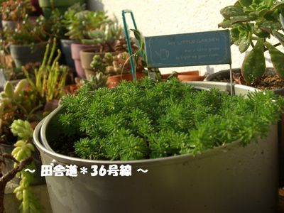 *水やり(^ー^)~2~