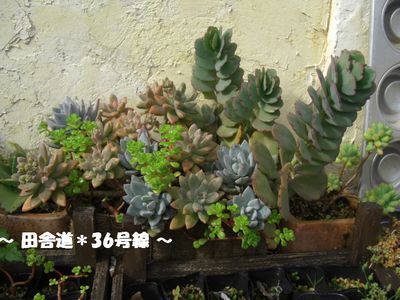 多肉<お掃除