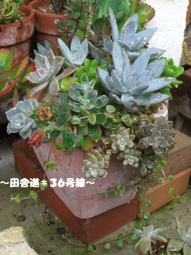 ~大きめの鉢に・・・~