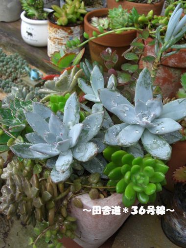~大きめの鉢に・・・~