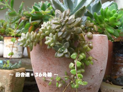 ~大きめの鉢に・・・~
