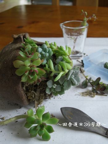 +木の実に寄せ植え。【1】