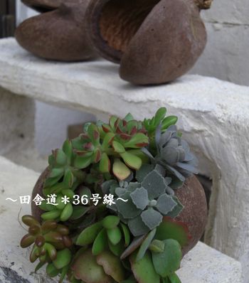 ★木の実に寄せ植え。完成!