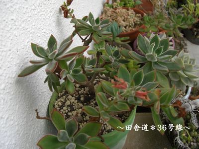 今回は。。。