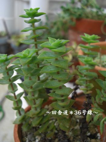 十字星の挿し芽