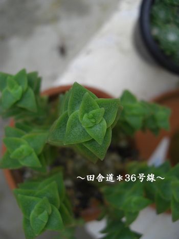 十字星の挿し芽