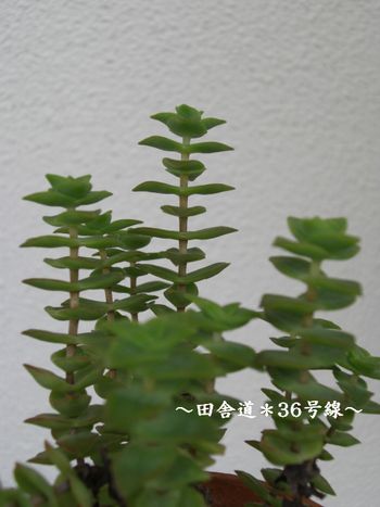 十字星の挿し芽