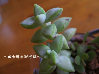 おうちの中へ。。。