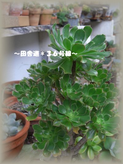 多肉植物*黒法師*