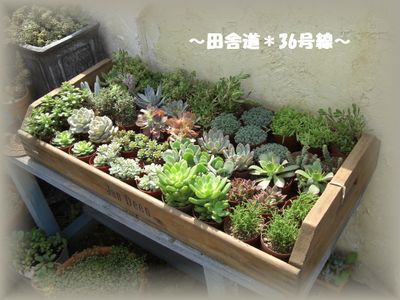 *ちゃこの店へ。。。
