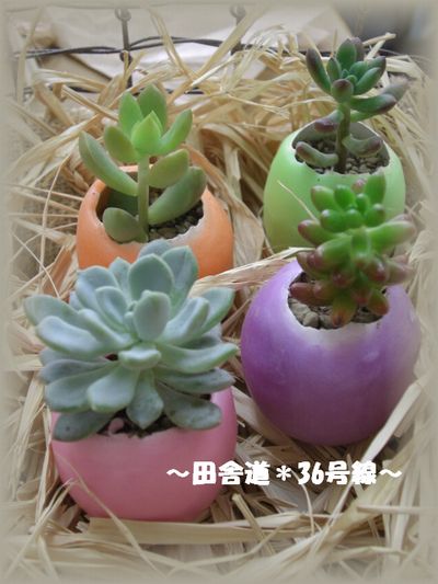 *ちゃこの店へ。。。