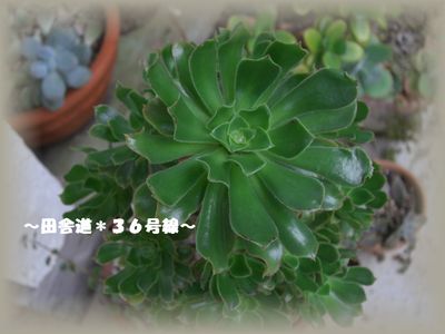 多肉植物*黒法師*
