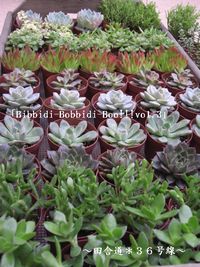 「Bibbidi-Bobbidi-Boo!!!vo1.3」 多肉植物