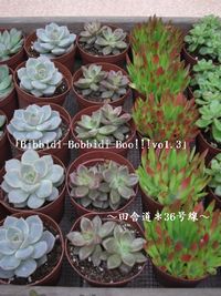 「Bibbidi-Bobbidi-Boo!!!vo1.3」 多肉植物
