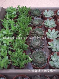 「Bibbidi-Bobbidi-Boo!!!vo1.3」 多肉植物