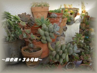 色づき始めました♪