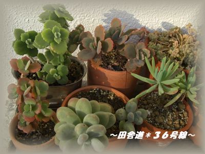 色づき始めました♪