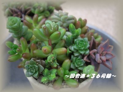 *寄せ植え*
