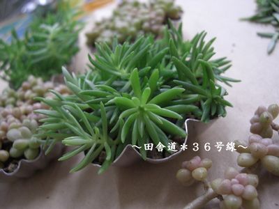 多肉×モールド