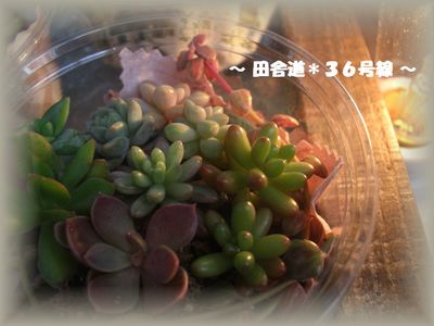 プレゼントします。(^ー^)♪