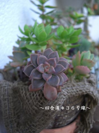 かごの中