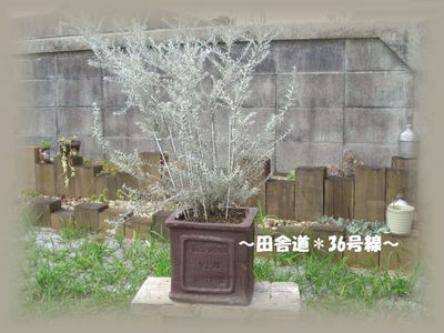渋い鉢の続き(^^)