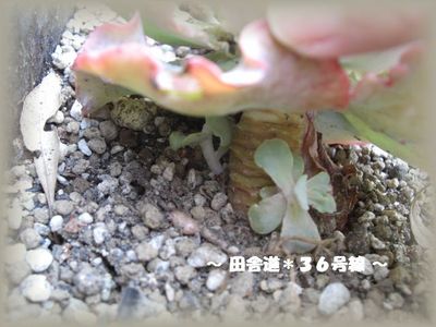 多肉*新芽