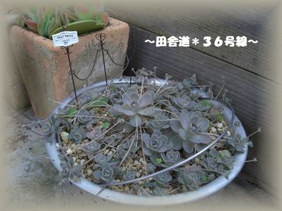 多肉*植え替え~多肉畑~
