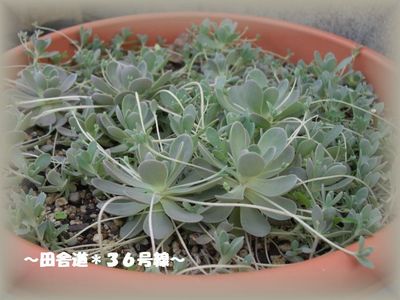 多肉*植え替え~多肉畑~