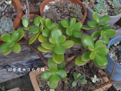 木になってきた!