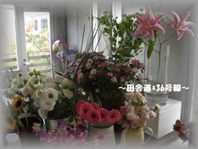 *CAFE FLOWER NEO* ~植物編~