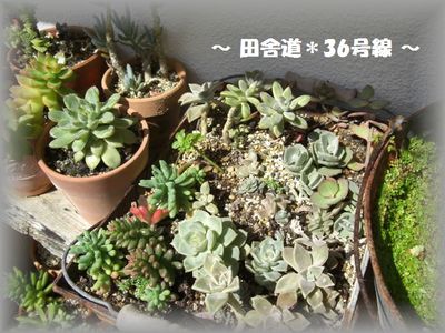 多肉×流木 2