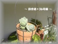 多肉×流木 2