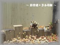 *多肉畑~漆喰~ 1
